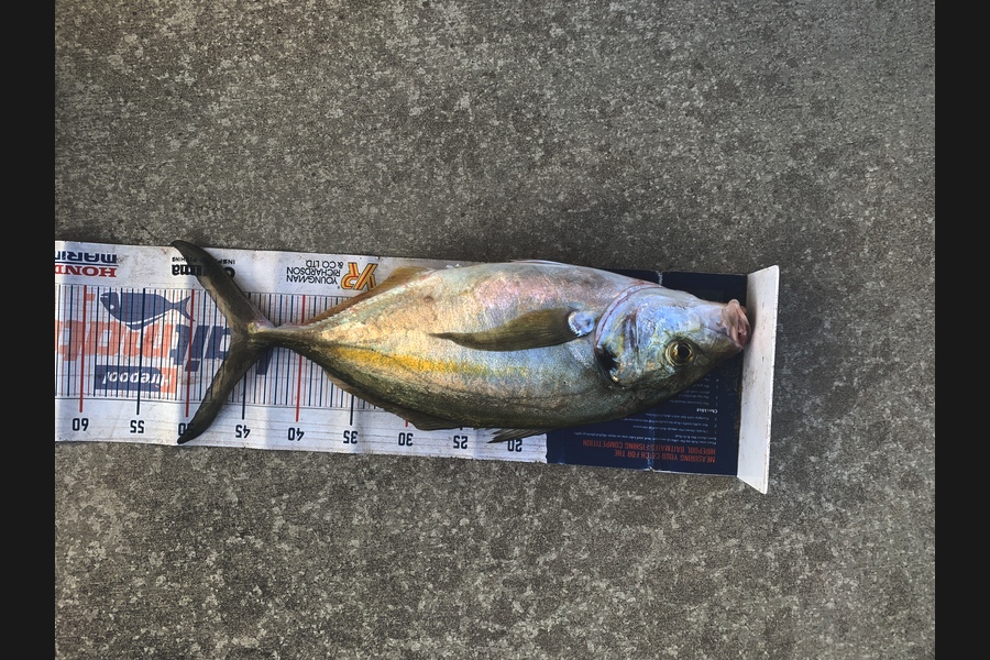 Mark Piskulic caught this 46.5cm Kahawai at Northland during The Export NZ Fishing Competition